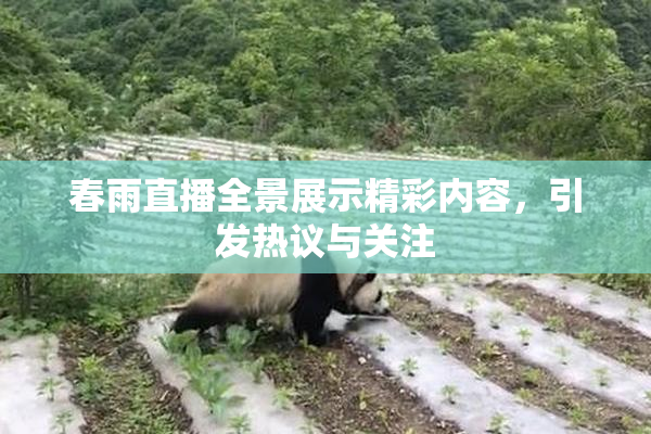 春雨直播全景展示精彩内容，引发热议与关注