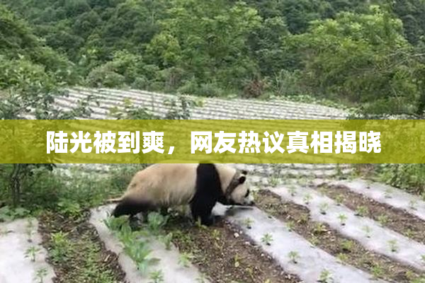 陆光被到爽，网友热议真相揭晓