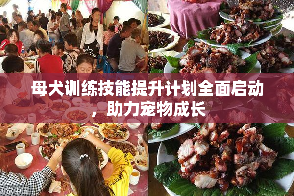 母犬训练技能提升计划全面启动，助力宠物成长