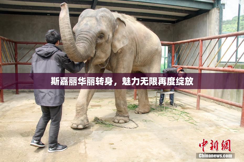 斯嘉丽华丽转身，魅力无限再度绽放