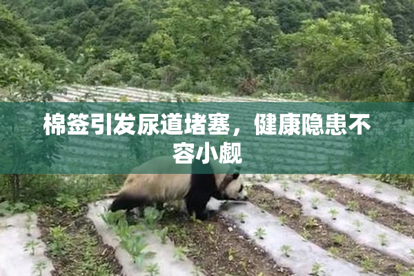 棉签引发尿道堵塞，健康隐患不容小觑