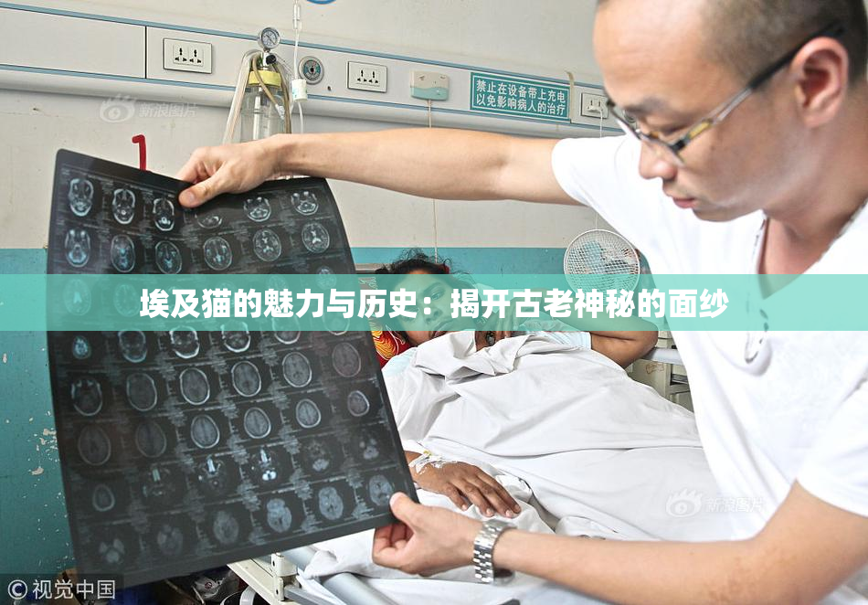 埃及猫的魅力与历史：揭开古老神秘的面纱