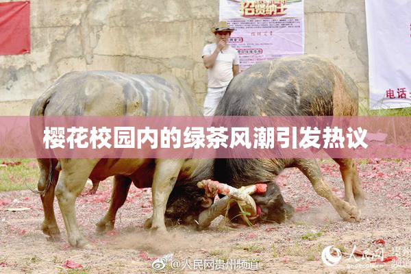 樱花校园内的绿茶风潮引发热议