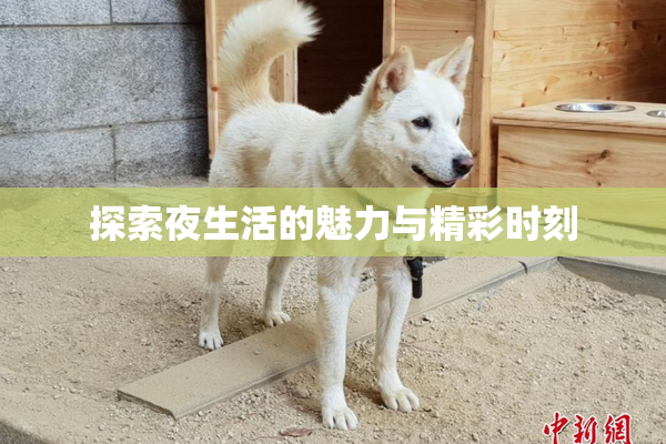 探索夜生活的魅力与精彩时刻