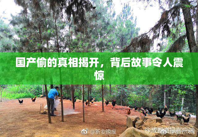国产偷的真相揭开，背后故事令人震惊