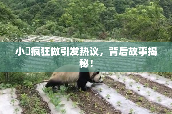 小泬疯狂做引发热议，背后故事揭秘！
