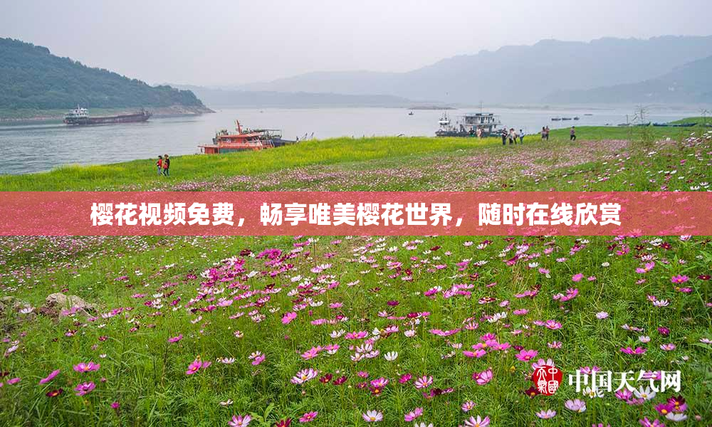 樱花视频免费，畅享唯美樱花世界，随时在线欣赏