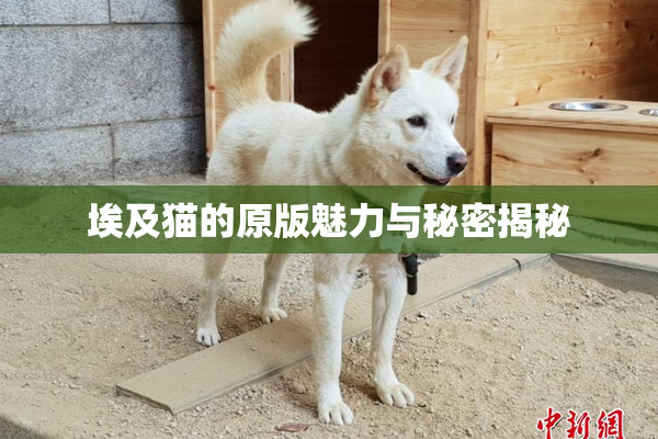 埃及猫的原版魅力与秘密揭秘