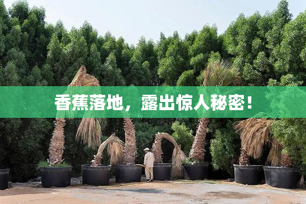 香蕉落地，露出惊人秘密！