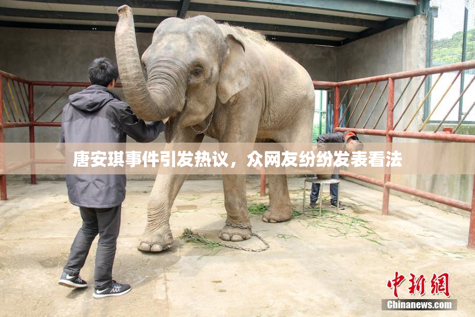 唐安琪事件引发热议，众网友纷纷发表看法