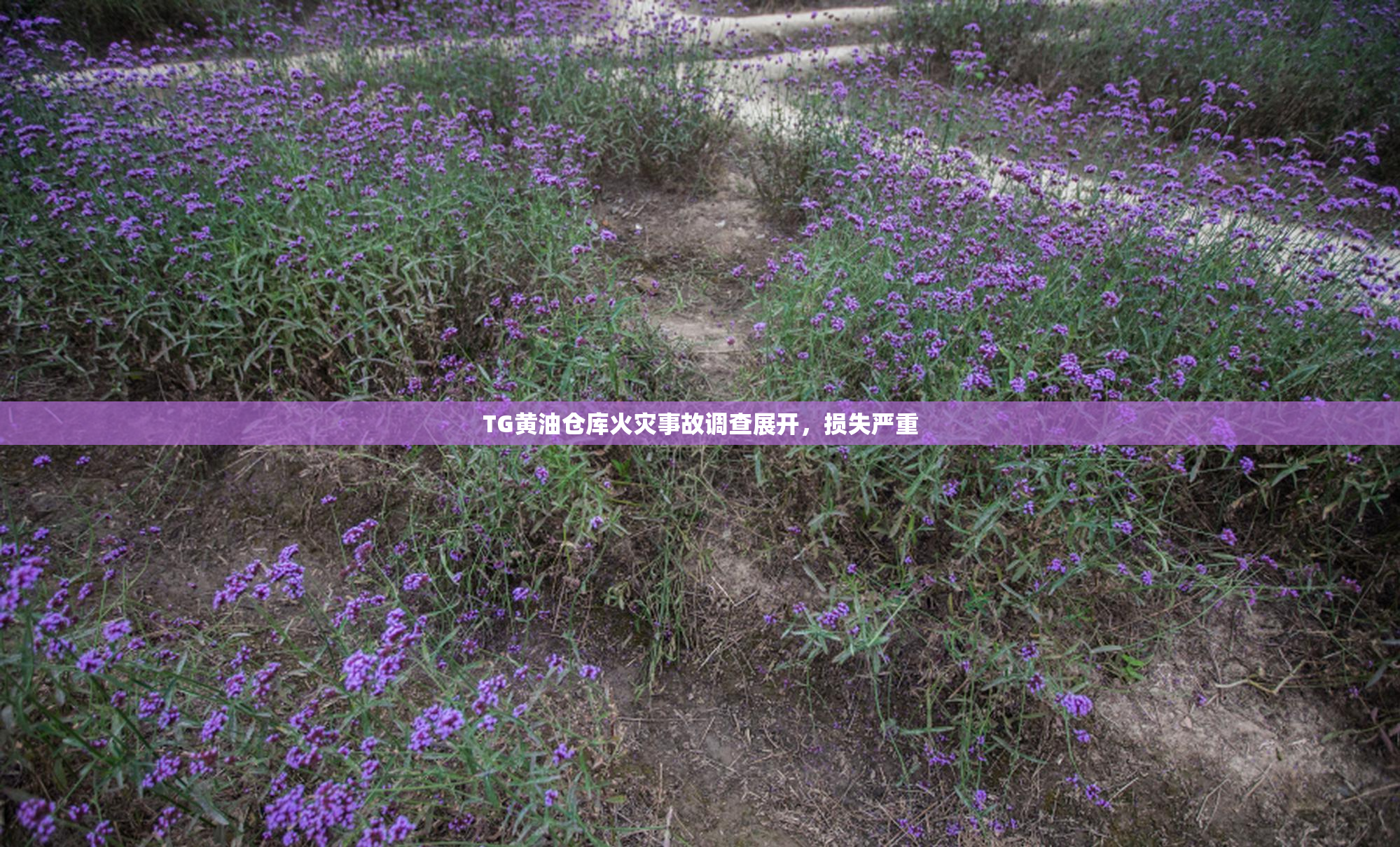 TG黄油仓库火灾事故调查展开，损失严重