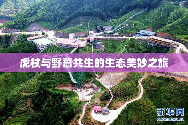 虎杖与野蔷共生的生态美妙之旅