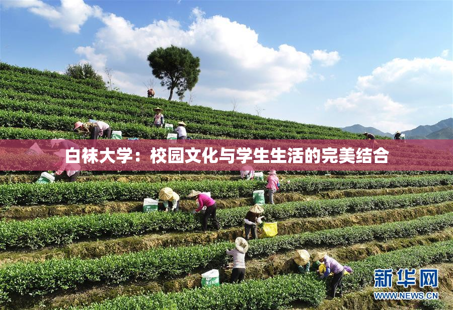白袜大学：校园文化与学生生活的完美结合