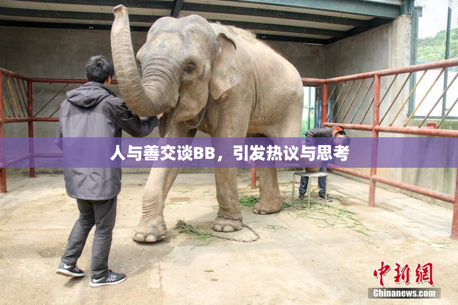 人与善交谈BB，引发热议与思考