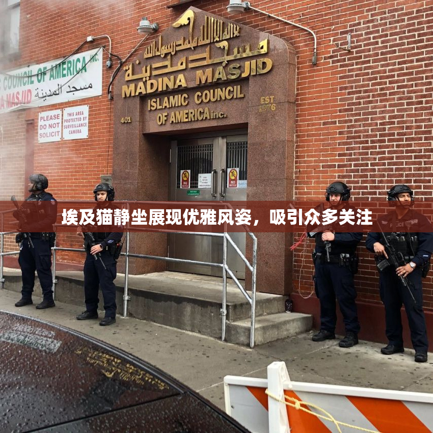 埃及猫静坐展现优雅风姿，吸引众多关注