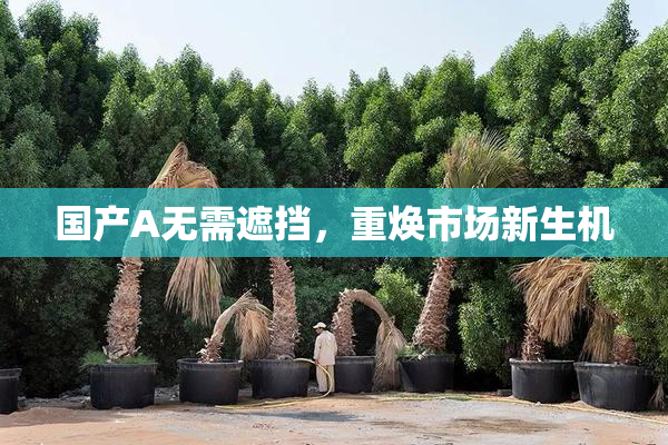 国产A无需遮挡，重焕市场新生机