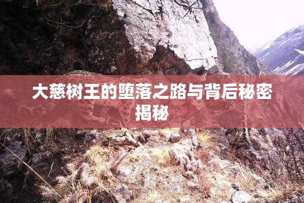 大慈树王的堕落之路与背后秘密揭秘