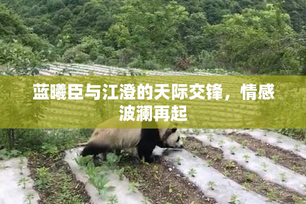 蓝曦臣与江澄的天际交锋，情感波澜再起