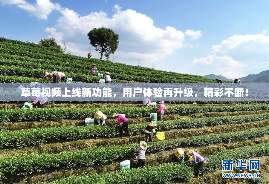 草莓视频上线新功能，用户体验再升级，精彩不断！