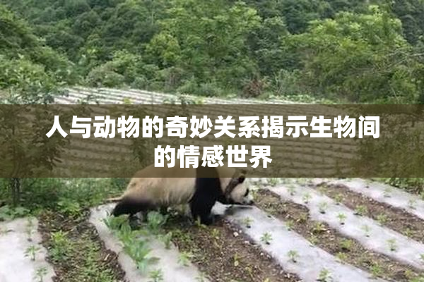 人与动物的奇妙关系揭示生物间的情感世界