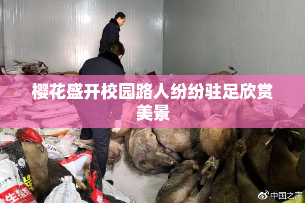 樱花盛开校园路人纷纷驻足欣赏美景