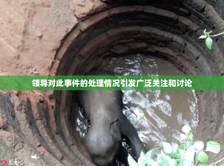 领导对此事件的处理情况引发广泛关注和讨论