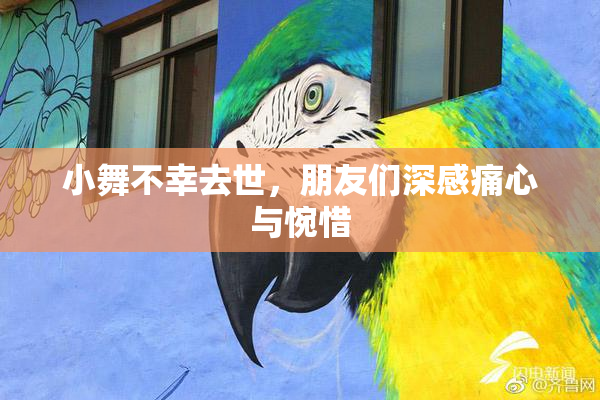 小舞不幸去世，朋友们深感痛心与惋惜