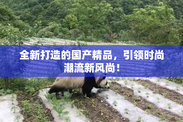 全新打造的国产精品，引领时尚潮流新风尚！