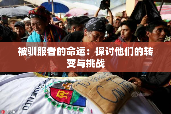 被驯服者的命运：探讨他们的转变与挑战