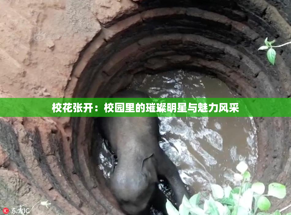 校花张开：校园里的璀璨明星与魅力风采