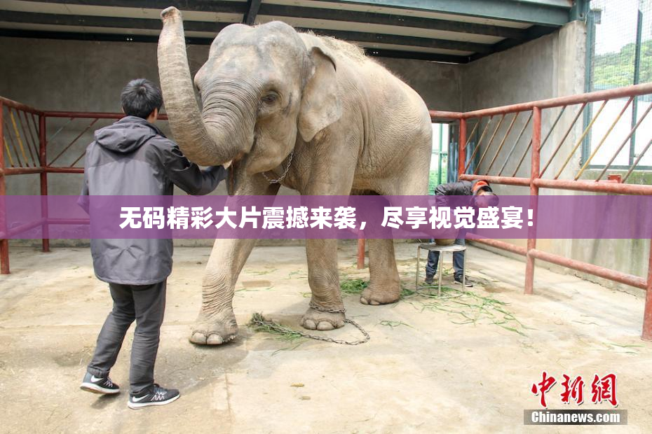 无码精彩大片震撼来袭，尽享视觉盛宴！