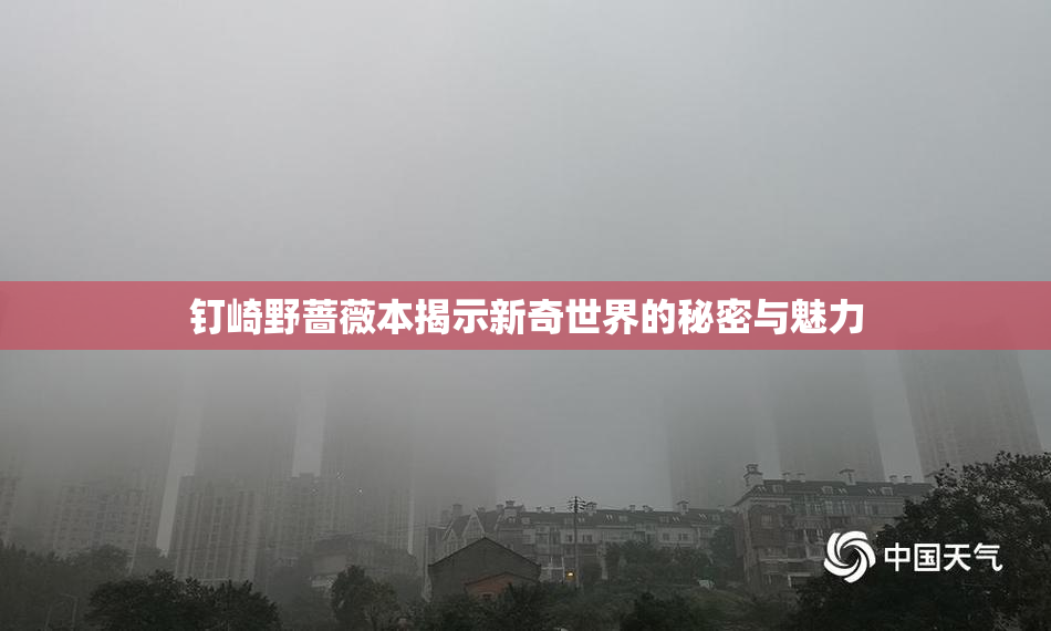 钉崎野蔷薇本揭示新奇世界的秘密与魅力