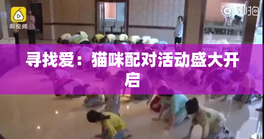 寻找爱：猫咪配对活动盛大开启