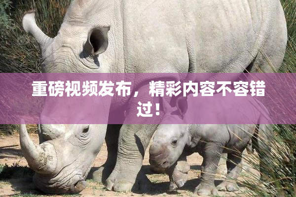 重磅视频发布，精彩内容不容错过！