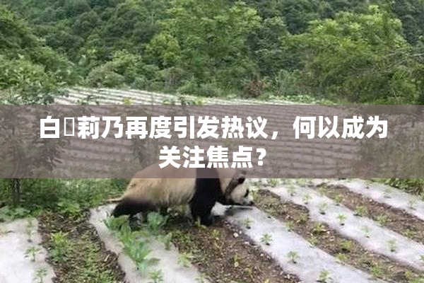 白咲莉乃再度引发热议，何以成为关注焦点？