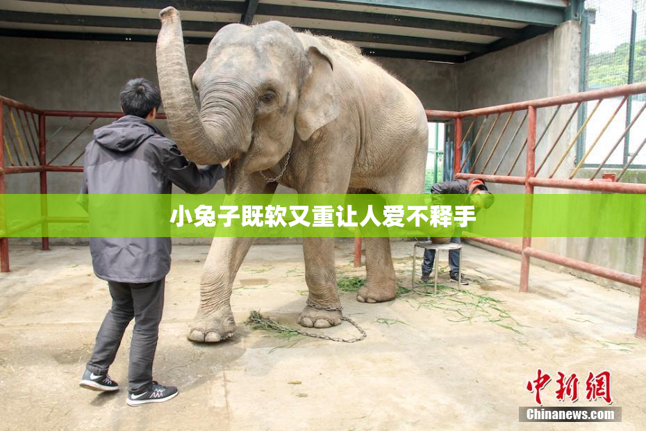 小兔子既软又重让人爱不释手