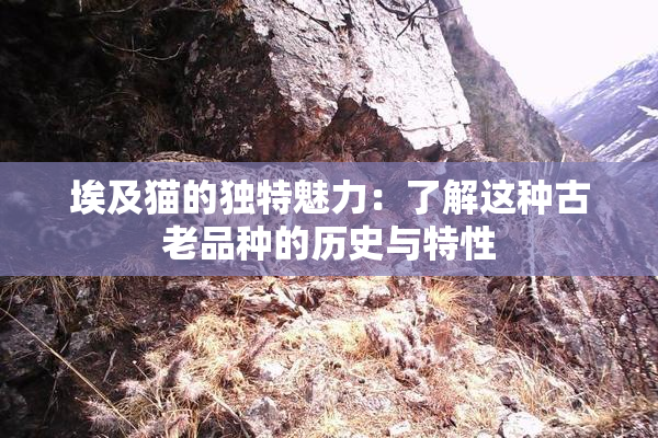 埃及猫的独特魅力：了解这种古老品种的历史与特性
