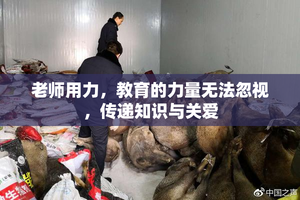 老师用力，教育的力量无法忽视，传递知识与关爱