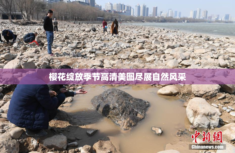 樱花绽放季节高清美图尽展自然风采