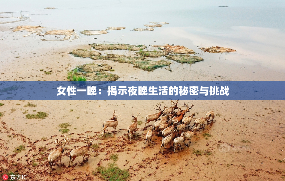 女性一晚：揭示夜晚生活的秘密与挑战