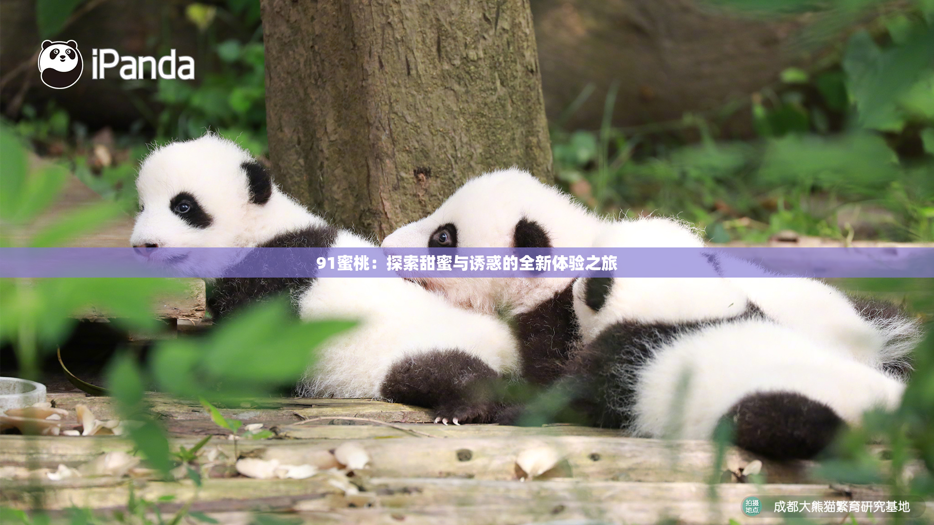 91蜜桃：探索甜蜜与诱惑的全新体验之旅