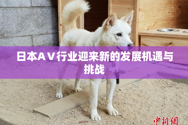 日本AⅤ行业迎来新的发展机遇与挑战