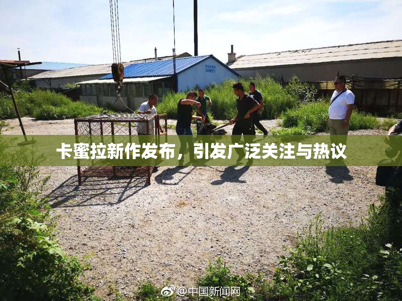 卡蜜拉新作发布，引发广泛关注与热议