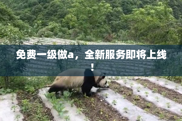 免费一级做a，全新服务即将上线！