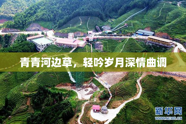 青青河边草，轻吟岁月深情曲调