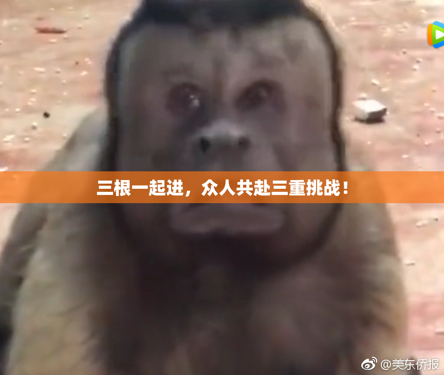 三根一起进，众人共赴三重挑战！