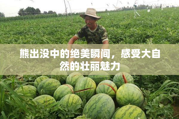 熊出没中的绝美瞬间，感受大自然的壮丽魅力
