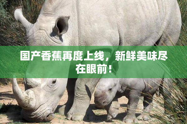 国产香蕉再度上线，新鲜美味尽在眼前！