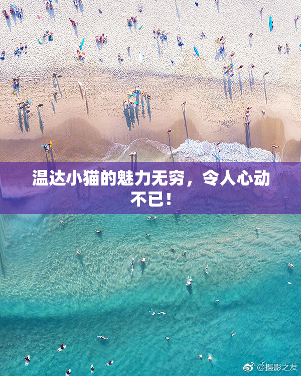 温达小猫的魅力无穷，令人心动不已！