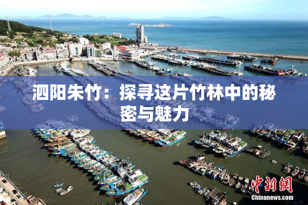 泗阳朱竹：探寻这片竹林中的秘密与魅力
